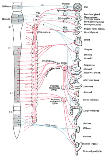 Diagrama del sistema nervioso simpático eferente.