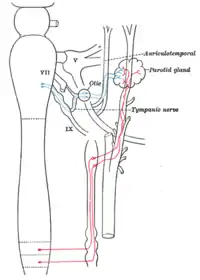 Conexiones simpáticas del ganglio ótico y de los ganglios cervicales superiores.