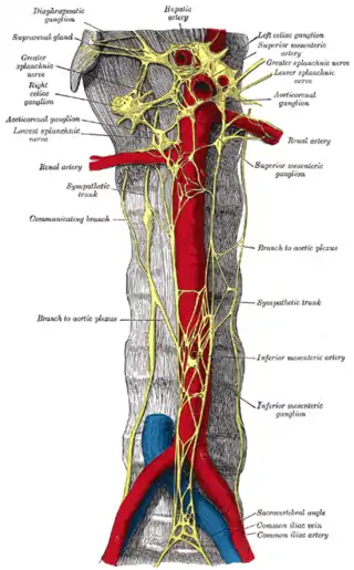 Porción abdominal del tronco simpático, con los plexos celíaco e hipogástricos.