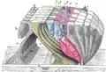 Diagrama tridimensional del órgano de Corti.