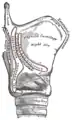 Vista lateral de la laringe, que muestra uniones musculares.