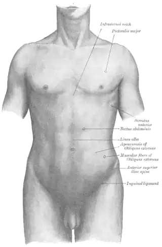 Superficie anatómica frontal del tórax y el abdomen.