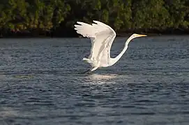 Ardea alba