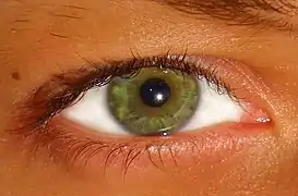 Ojos de color verde