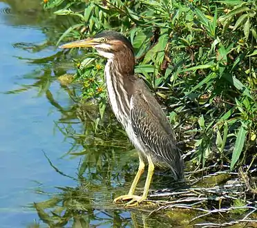 Subadulto reteniendo algunas plumas de juvenil