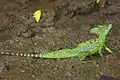 Basilisco verde en Río Frío, Costa Rica