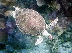 Tortuga verde (Chelonia mydas).