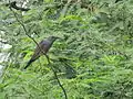 Con una oruga en su pico, en Nagaram,Hyderabad, Andhra Pradesh, India.