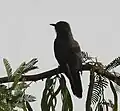 En el Santuario de Vida Salvaje de Kinnerasani, Andhra Pradesh, India.