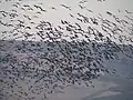 En vuelo en el valle de ha-Hula, Israel