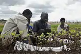 Cosechando maní en una estación de investigación agrícola en Malawi.