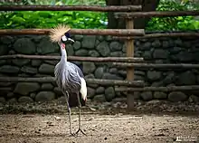 Grulla coronada en zoológico de Cali Colombia