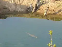 cocodrilo del Nilo