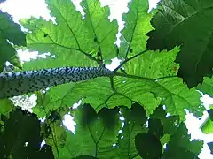 Gunnera