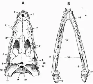A, vista palatal del cráneo; B, y mandíbula de yacaré (Caiman latirostris). 18) Angular