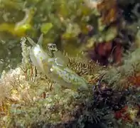 Gymnodoris alba