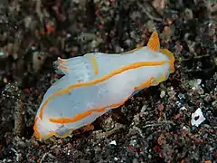 Gymnodoris amakusana