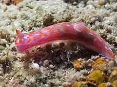 Gymnodoris sp