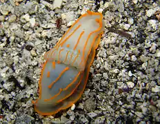 Gymnodoris striata