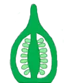 Placentación axilar, corte longitudinal.