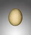 Huevo de Gypaetus barbatus hemachalanus