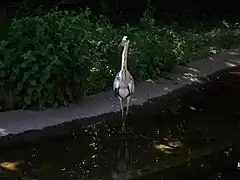 Garza del parque de la Tête d'Or