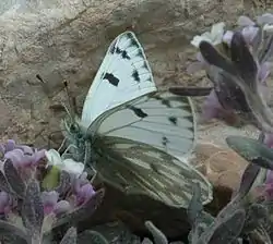 Pontia callidice