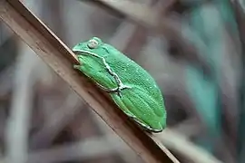 Hyla gratiosa