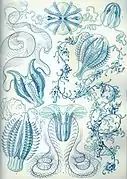 Ctenophora de Haeckel