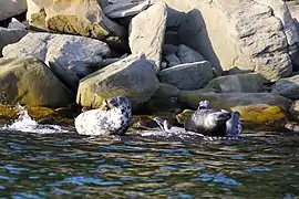 Focas grises (Halichoerus grypus)  en la costa del cabo Gaspé.