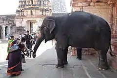 Lakshmi, templo del elefante
