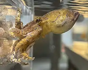 Pulpo de líneas azules (Hapalochlaena fasciata)