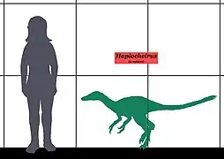 Tamaño de Haplocheirus comparado a un humano.