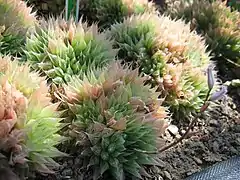 Haworthia pilifera var. 'pilifera'