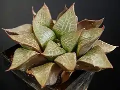 Haworthia emelyae var. 'comptoniana'