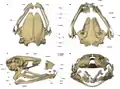 Cráneo del anfibio Siamophryne troglodytes. Angspl= angulosplenial (fusión del hueso angular con el hueso esplenial)