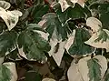 Hedera canariensis cv 'variegata'