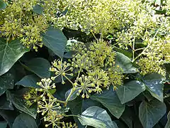 Hedera helix.