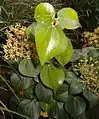 Hojas y flores de Hedera rhombea