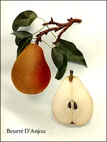 La pera Beurré d'Anjou