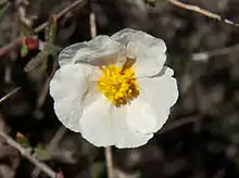 jarilla (Helianthemum almeriense).