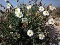 Jarilla del Mar Menor (Helianthemum marminorense) .