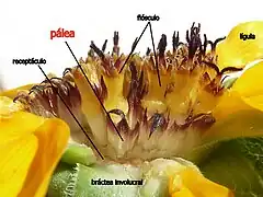 Nombres de las partes en un Helianthus bolanderi.