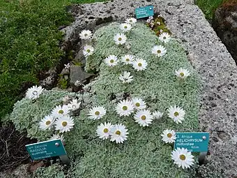 Helichrysum milfordiae