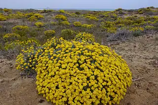 Siempreviva amarilla (Helichrysum stoechas) en las Amoladeras
