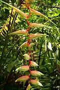 Heliconia chartacea.