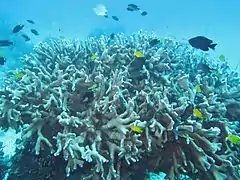 Una colonia ramificada de coral azul, de un metro de extensión, en isla Lizard