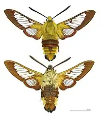 Hemaris