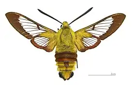 ♂