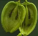 Esquizocarpos de mericarpios en Apiaceae.